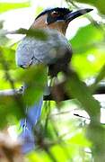 Amazonian Motmot