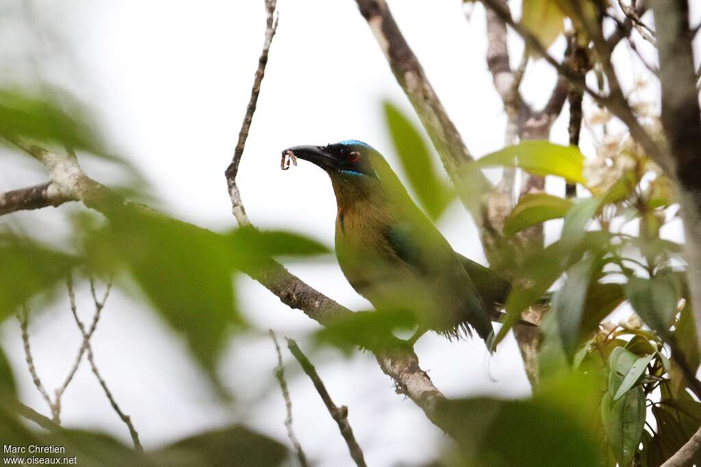 Amazonian Motmotadult, habitat, feeding habits