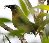 Motmot houtouc