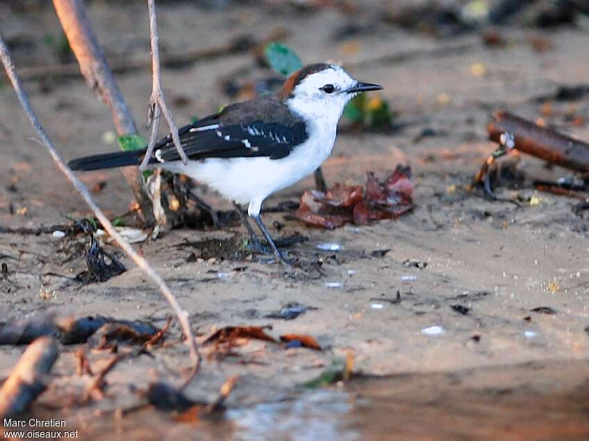 Black-backed Water Tyrantimmature, identification