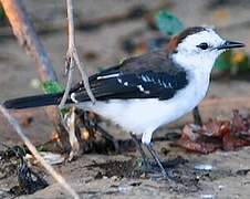 Black-backed Water Tyrant