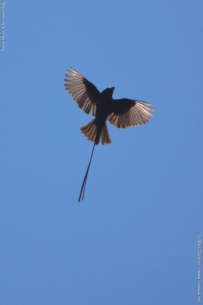 Long-tailed Tyrant