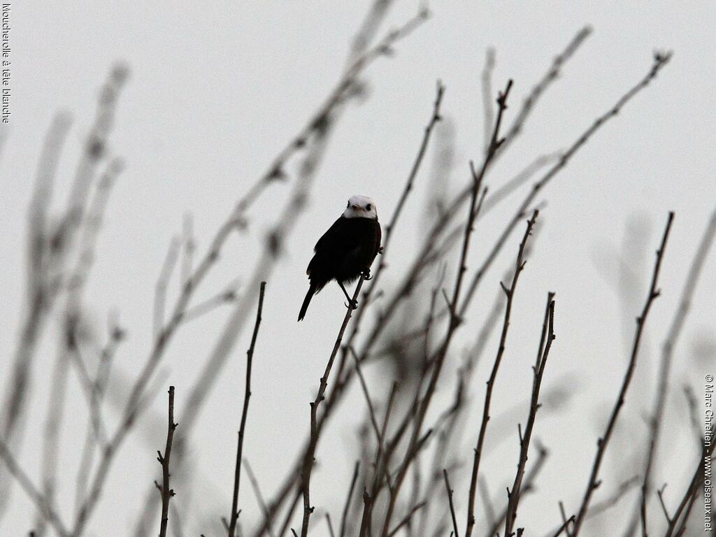 White-headed Marsh Tyrant