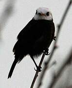 White-headed Marsh Tyrant