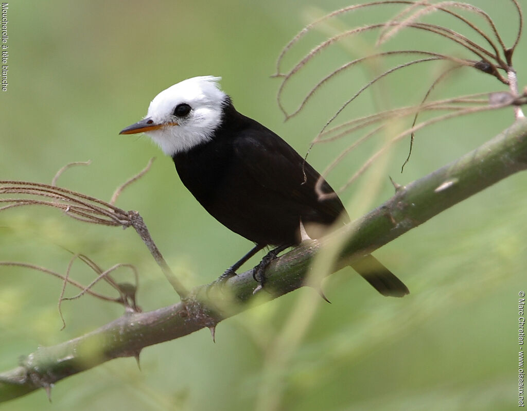 White-headed Marsh Tyrant male