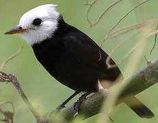 White-headed Marsh Tyrant