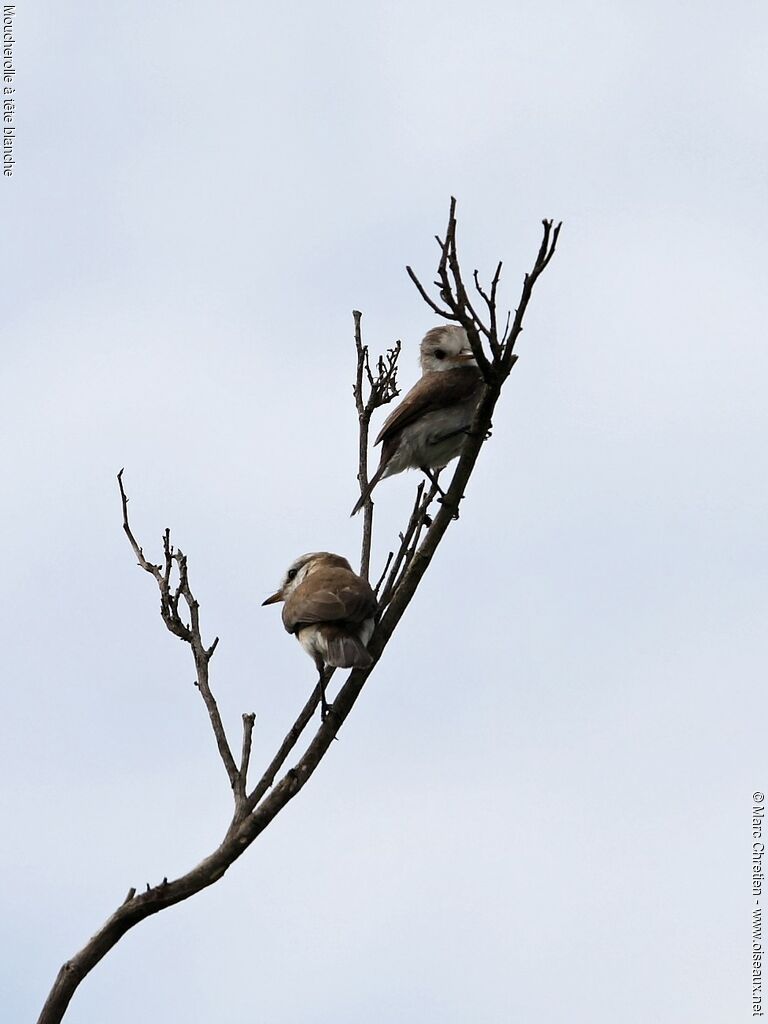 White-headed Marsh Tyrant female