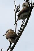 White-headed Marsh Tyrant