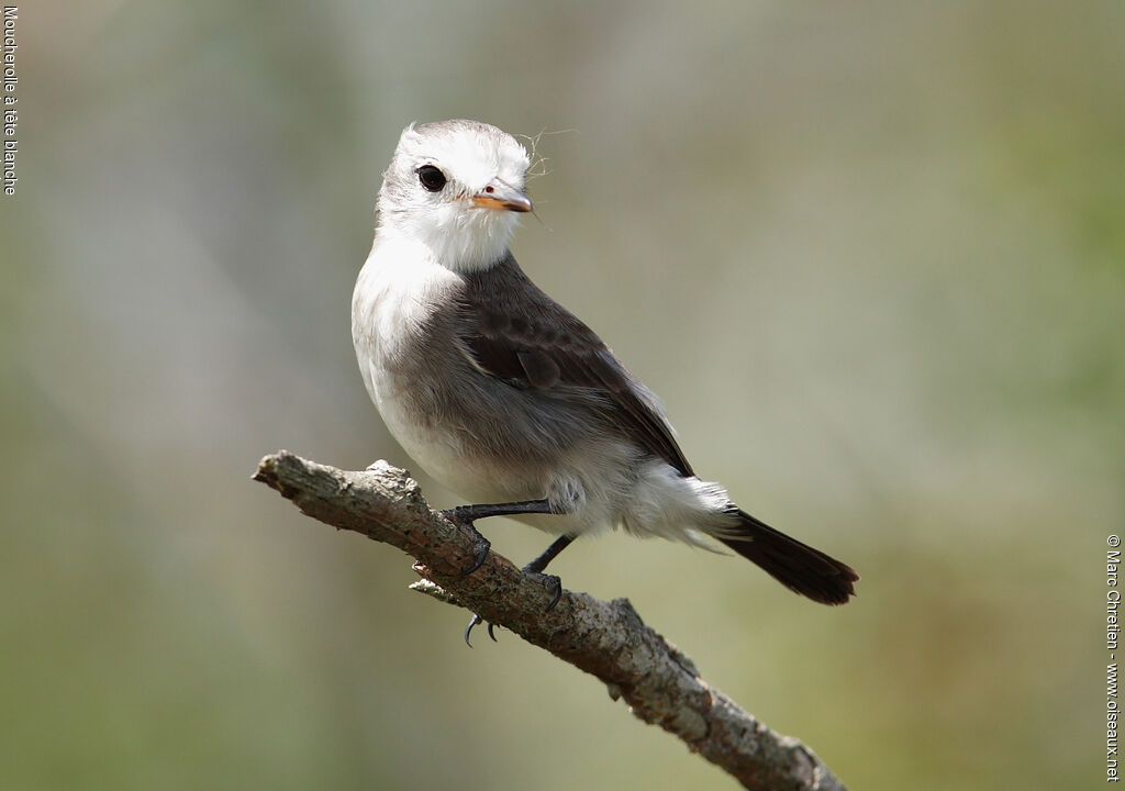 White-headed Marsh Tyrant female