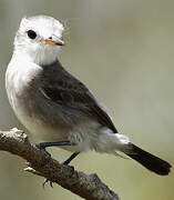 White-headed Marsh Tyrant