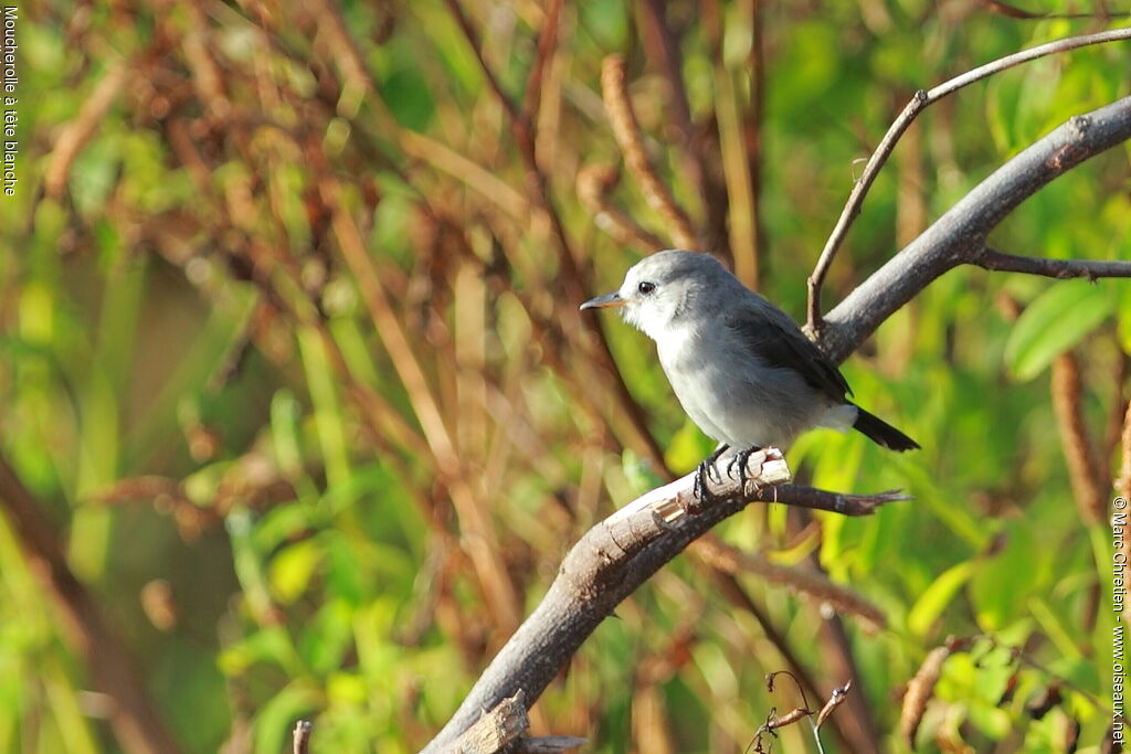 White-headed Marsh Tyrant female adult