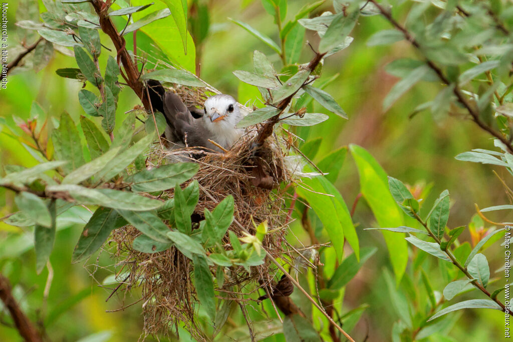 White-headed Marsh Tyrant