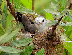 White-headed Marsh Tyrant