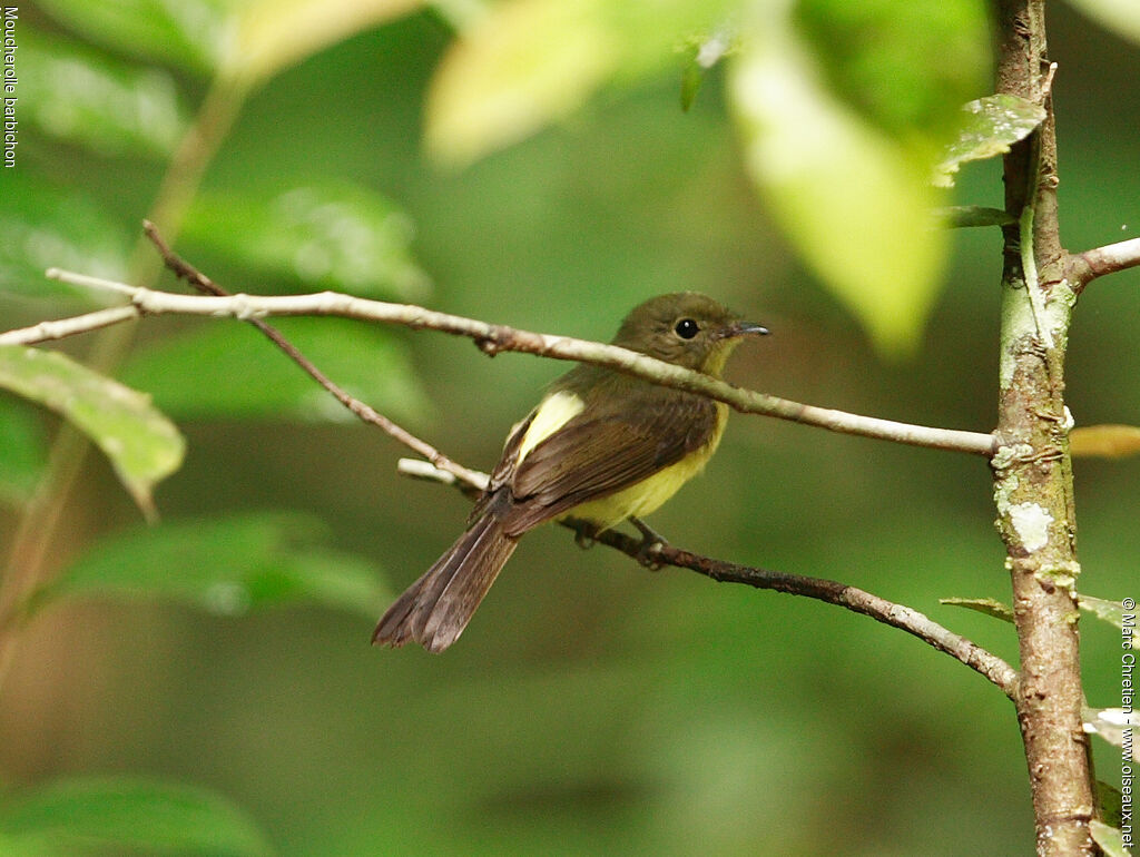 Whiskered Myiobius