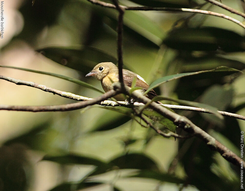 Whiskered Myiobius