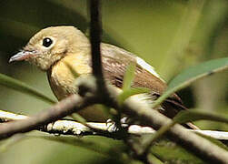 Whiskered Myiobius