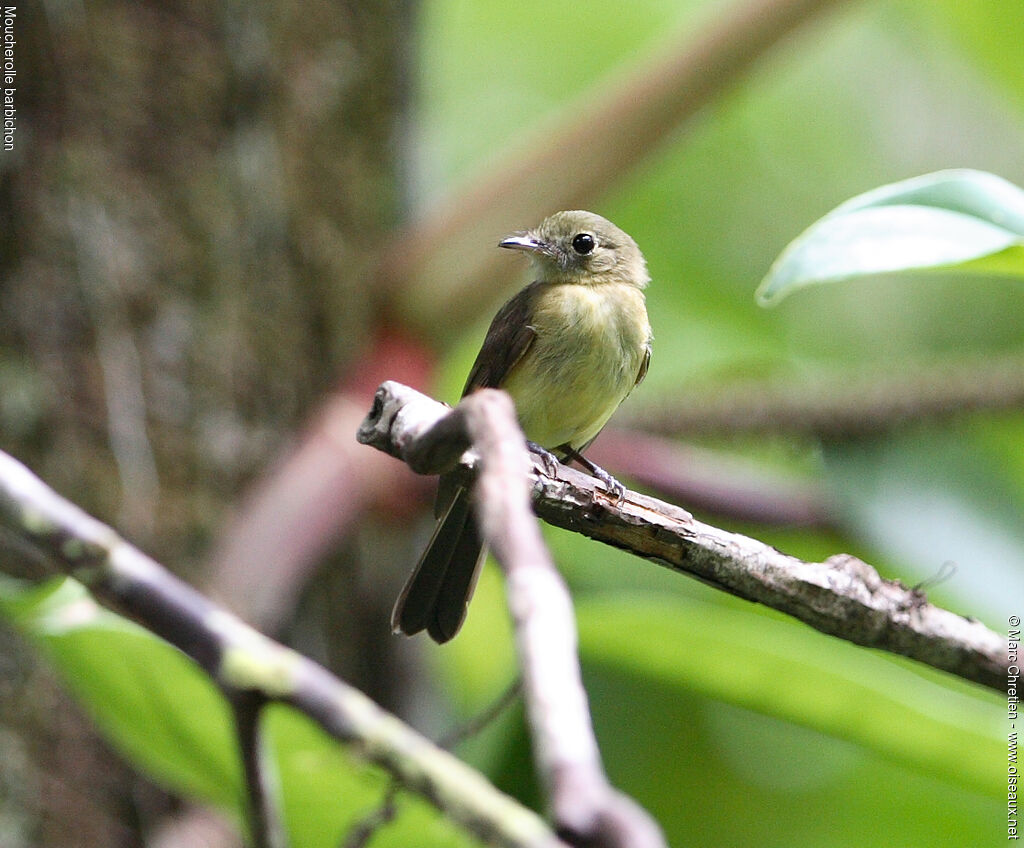 Whiskered Myiobius