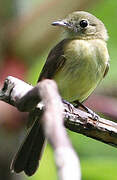 Whiskered Myiobius