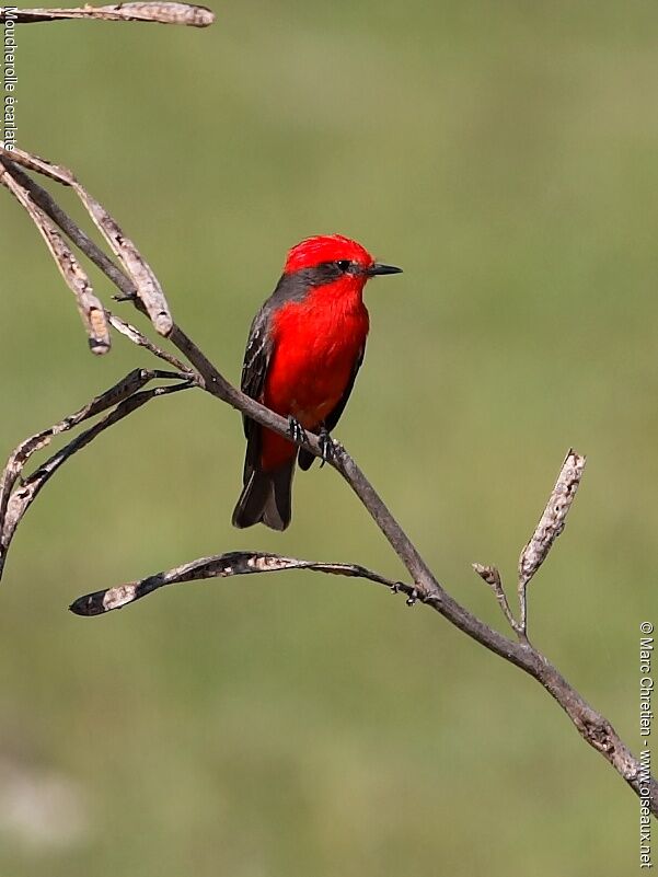 Scarlet Flycatcher male adult