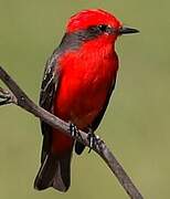 Scarlet Flycatcher