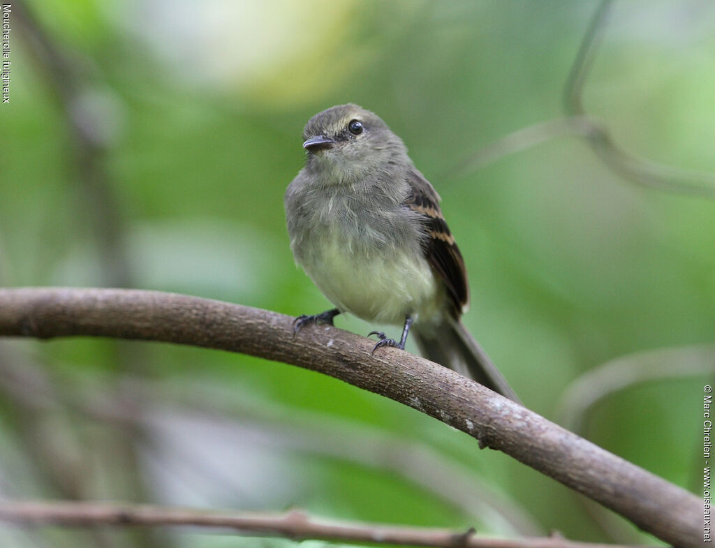 Fuscous Flycatcher