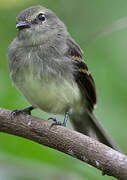 Fuscous Flycatcher