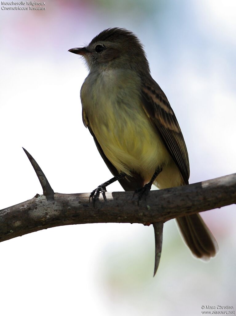 Fuscous Flycatcher