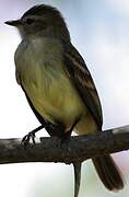 Fuscous Flycatcher