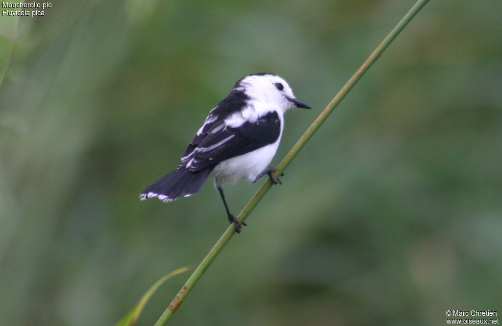 Pied Water Tyrant