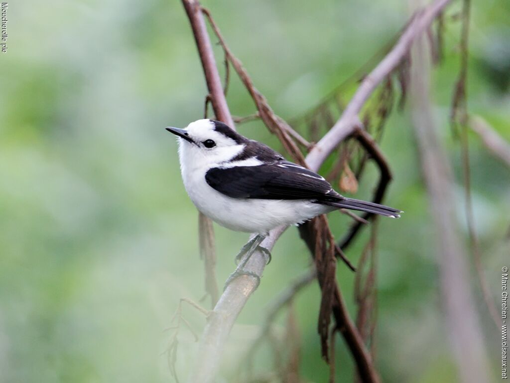 Pied Water Tyrant