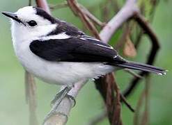 Pied Water Tyrant