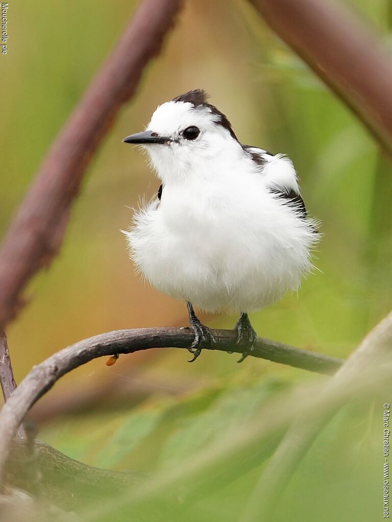 Pied Water Tyrant