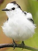 Pied Water Tyrant