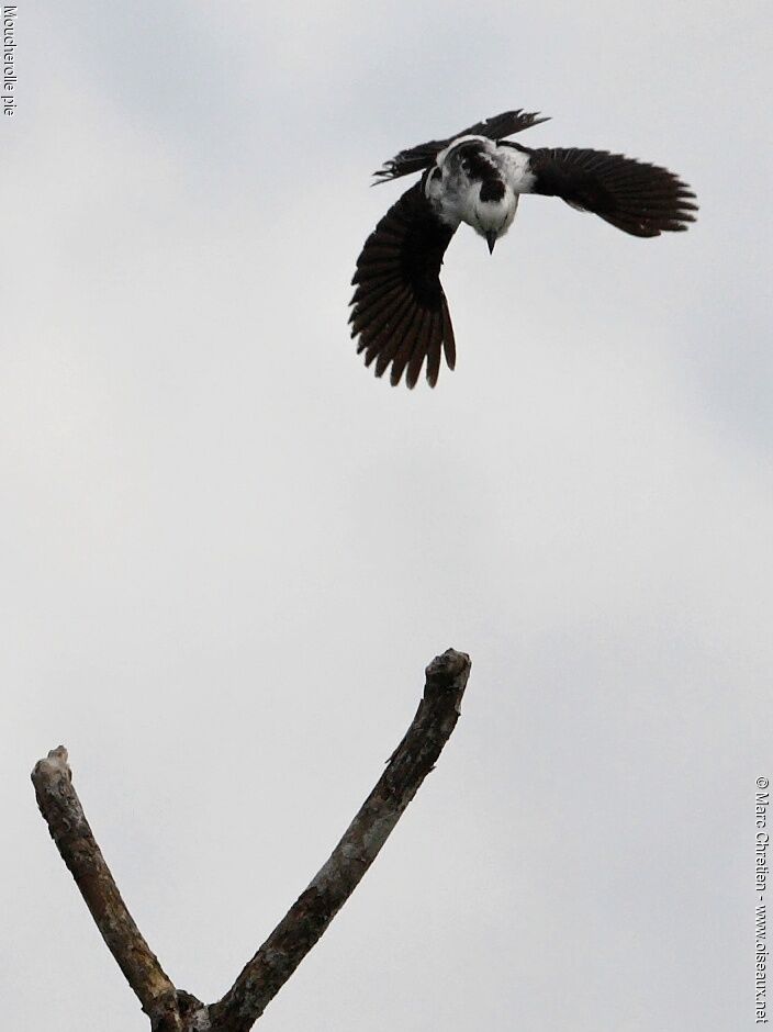 Pied Water Tyrant male adult