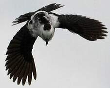 Pied Water Tyrant