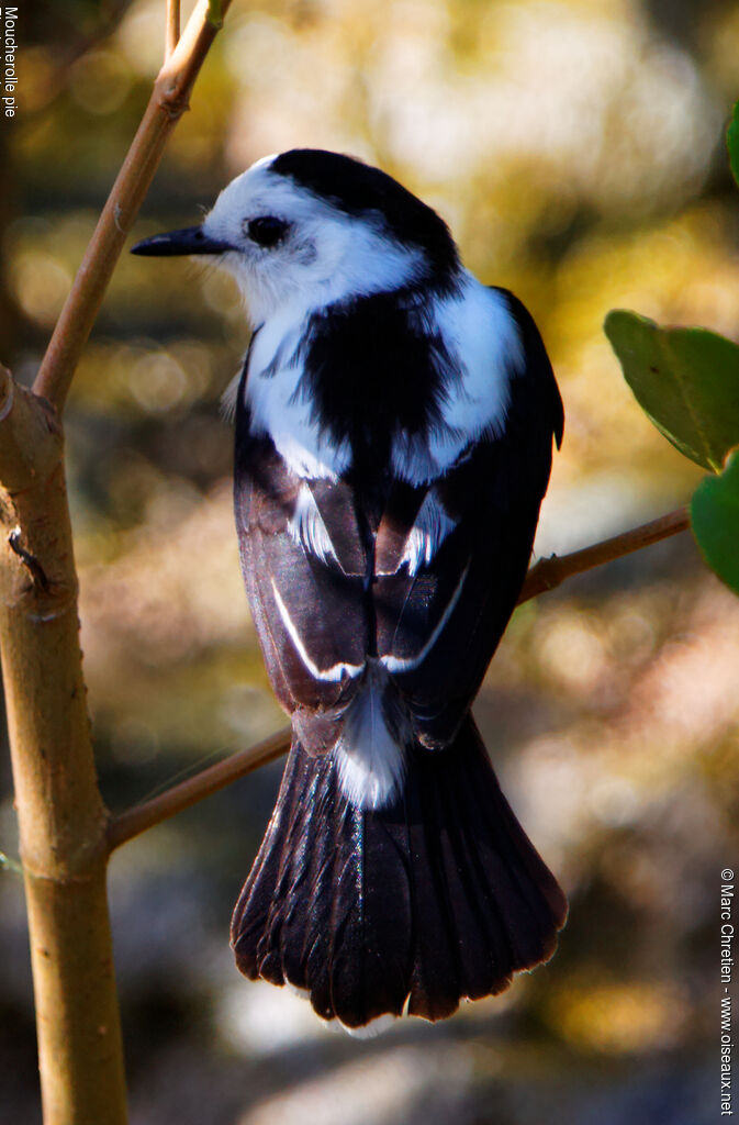 Pied Water Tyrant