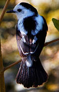 Pied Water Tyrant