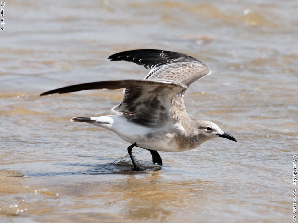 Laughing Gull