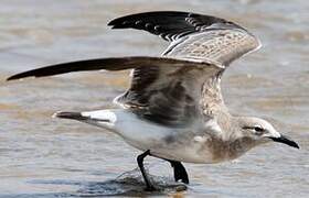 Laughing Gull