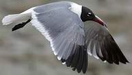 Mouette atricille