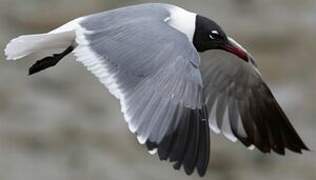 Laughing Gull