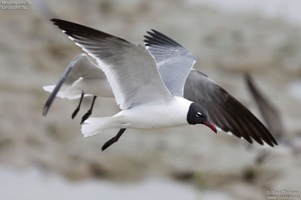 Laughing Gull