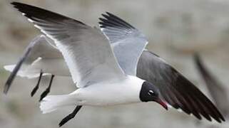 Laughing Gull