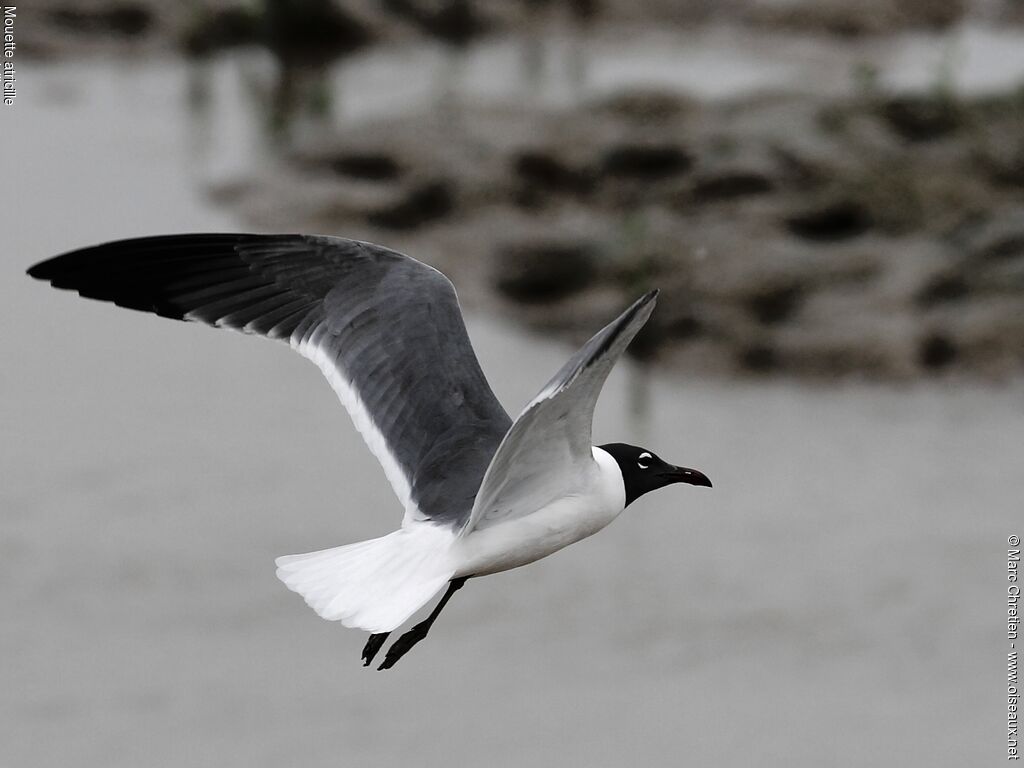 Laughing Gull