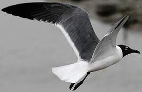 Mouette atricille