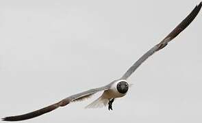 Laughing Gull