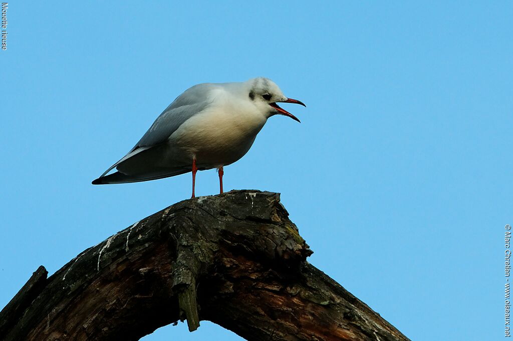 Black-headed Gulladult