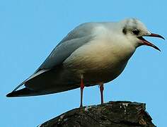 Mouette rieuse