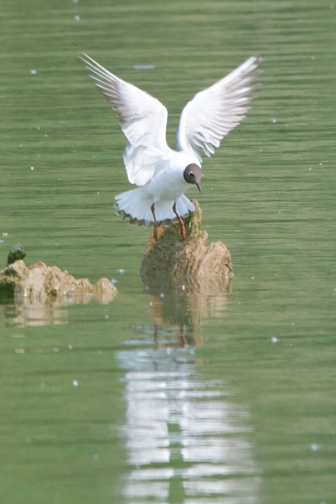 Mouette rieuse