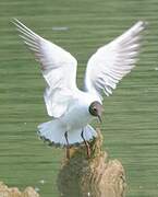 Mouette rieuse